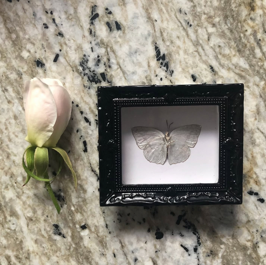 Tiny Framed Butterfly