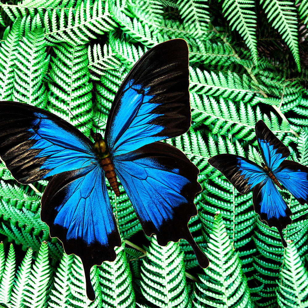 Tree Fern Butterfly Scarf