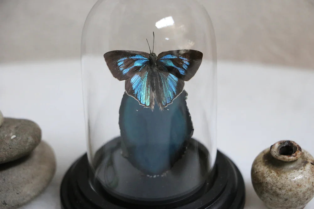 Small Butterfly and Agate Dome