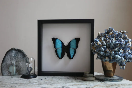 Framed Morpho Deidamia