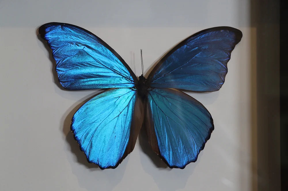 Framed Morpho Didius