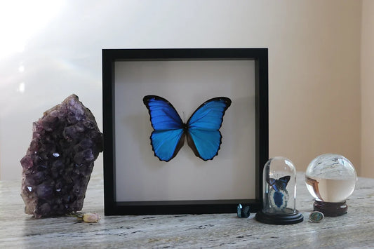 Framed Morpho Didius