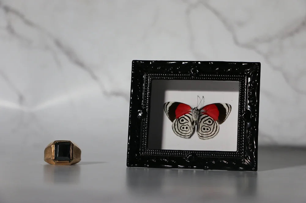 Tiny Framed Diaethria Neglecta