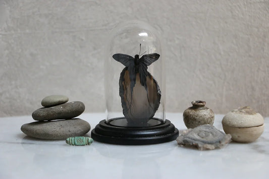 Small Butterfly and Agate Dome