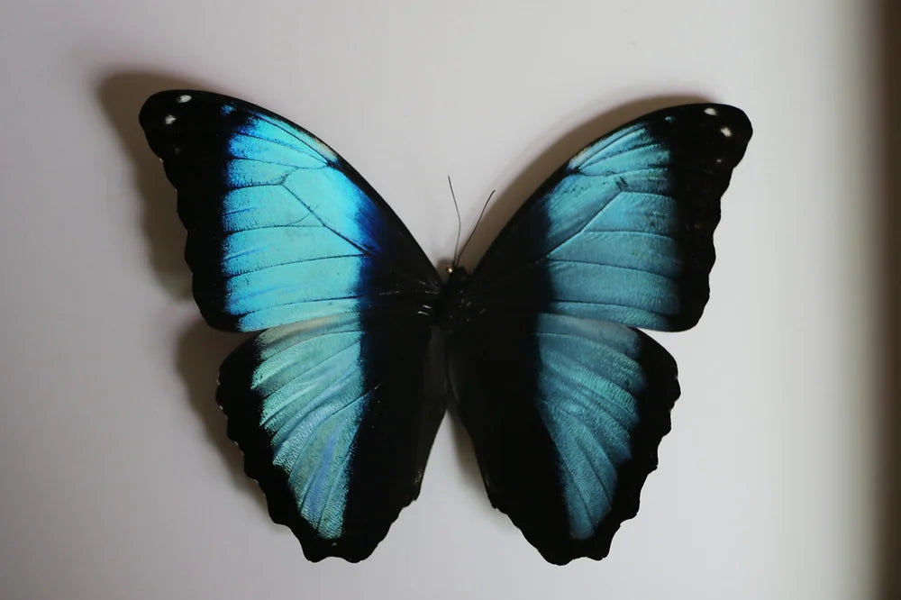 Framed Morpho Deidamia