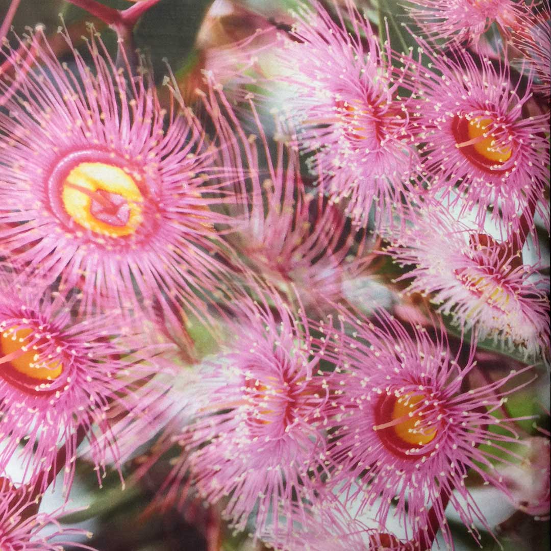 Australian Native Pink Gum Blossom